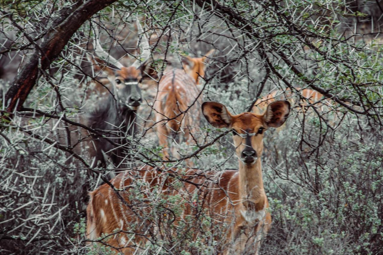 Matjiesrivier  Wildehondekloof Game Lodge מראה חיצוני תמונה
