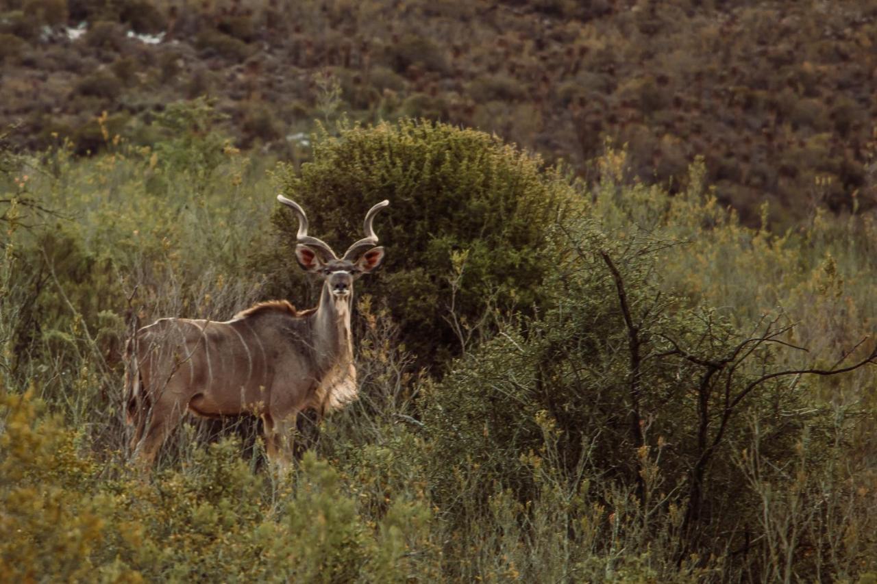 Matjiesrivier  Wildehondekloof Game Lodge מראה חיצוני תמונה