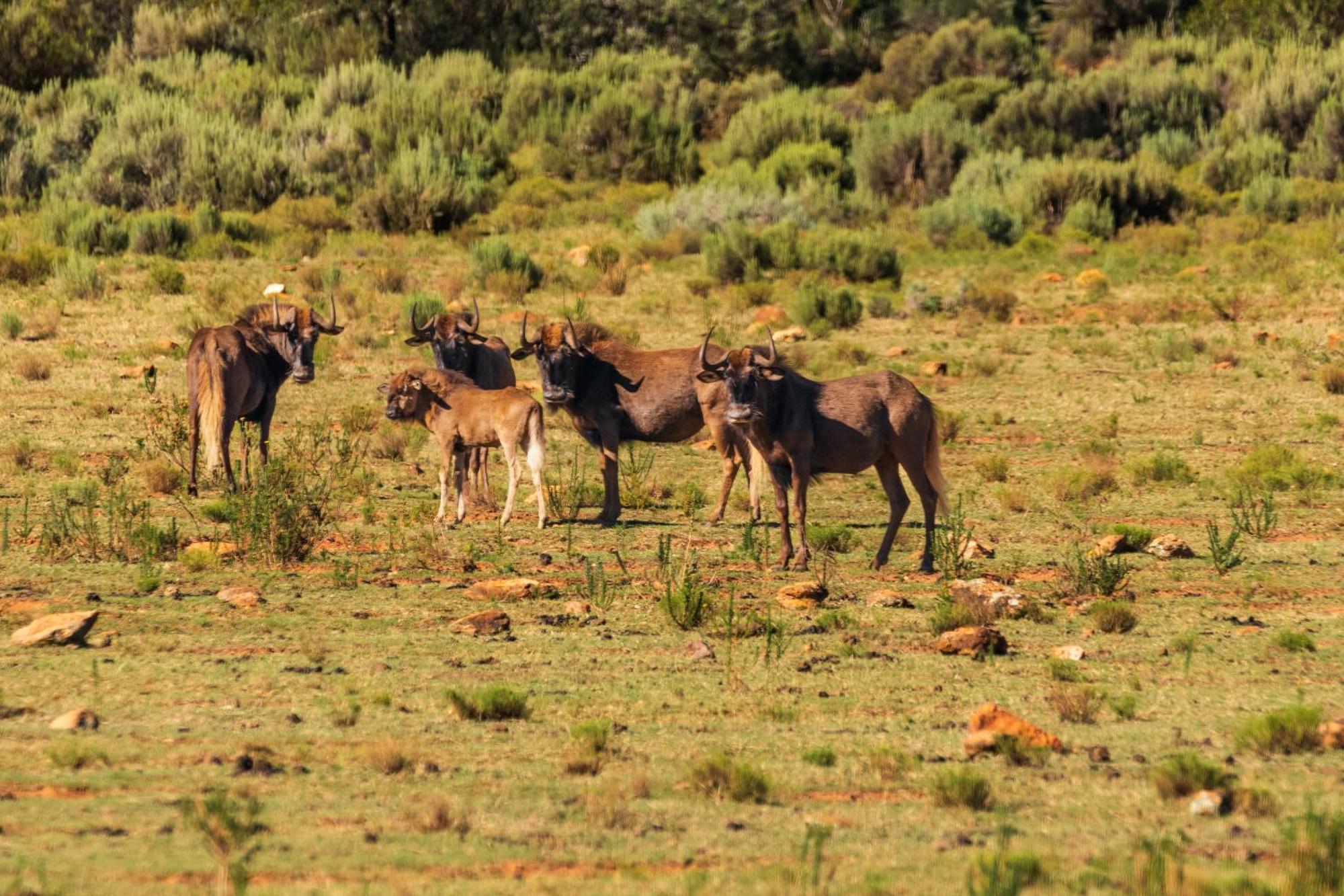 Matjiesrivier  Wildehondekloof Game Lodge מראה חיצוני תמונה