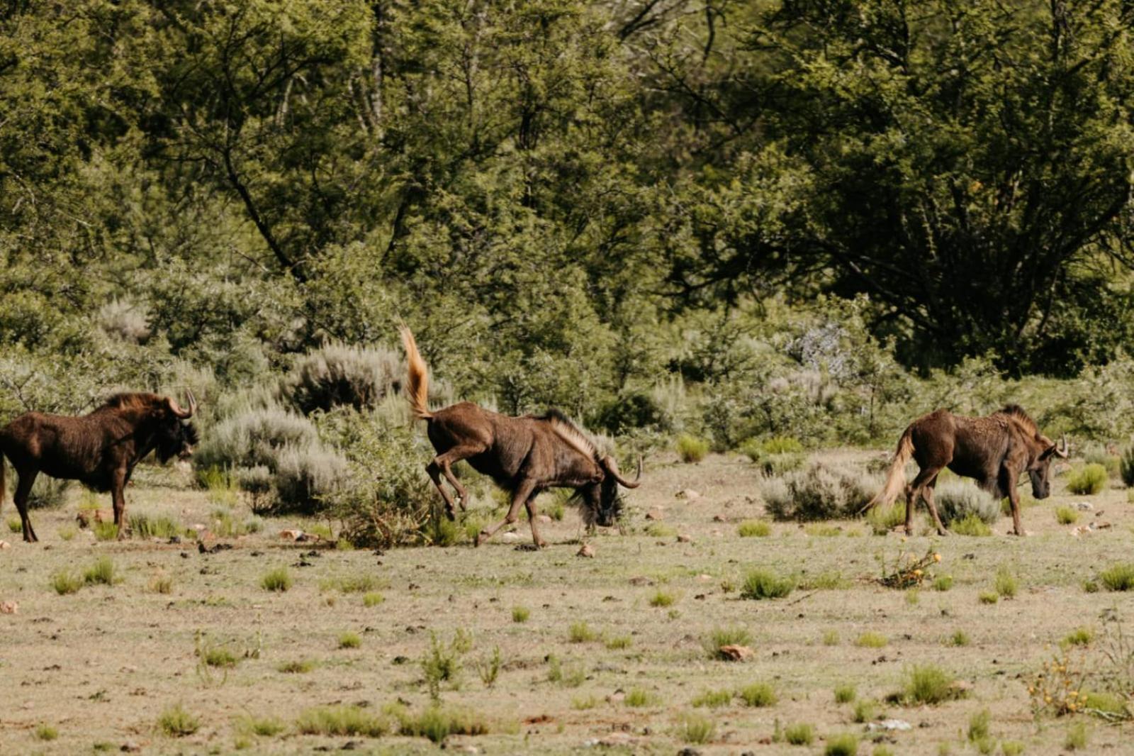 Matjiesrivier  Wildehondekloof Game Lodge מראה חיצוני תמונה