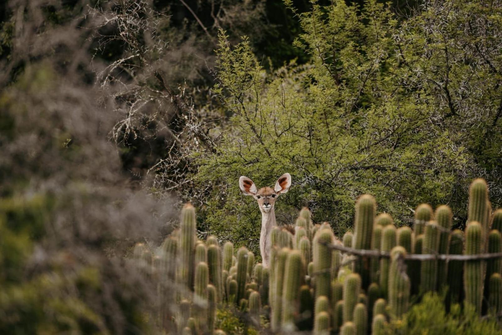 Matjiesrivier  Wildehondekloof Game Lodge מראה חיצוני תמונה