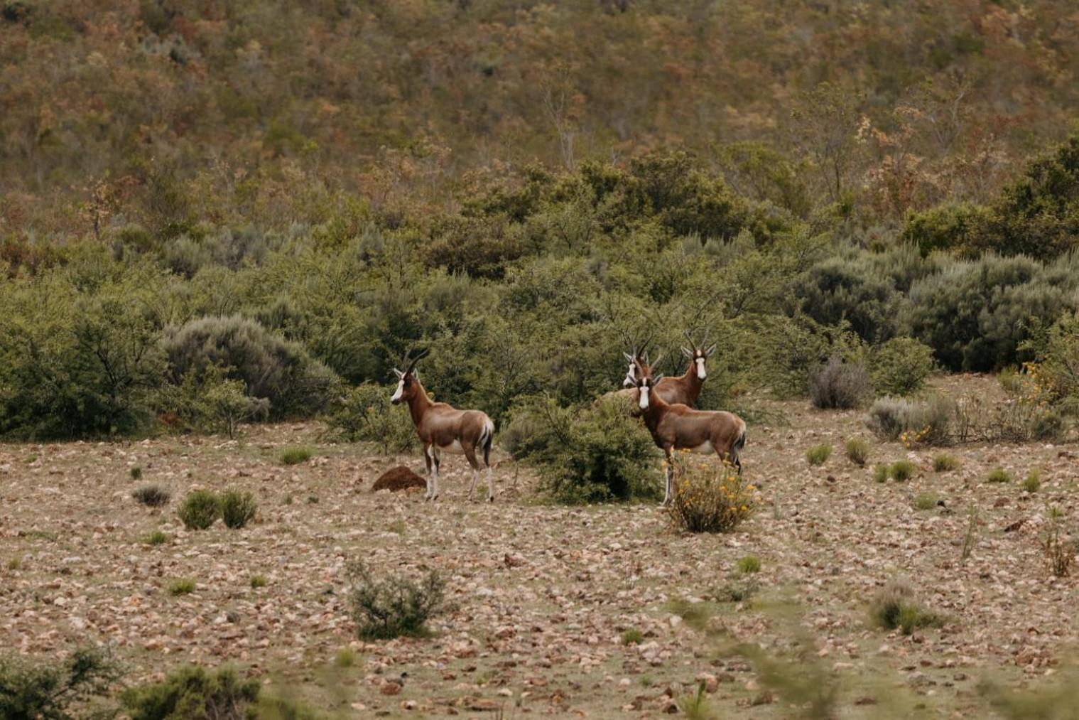 Matjiesrivier  Wildehondekloof Game Lodge מראה חיצוני תמונה