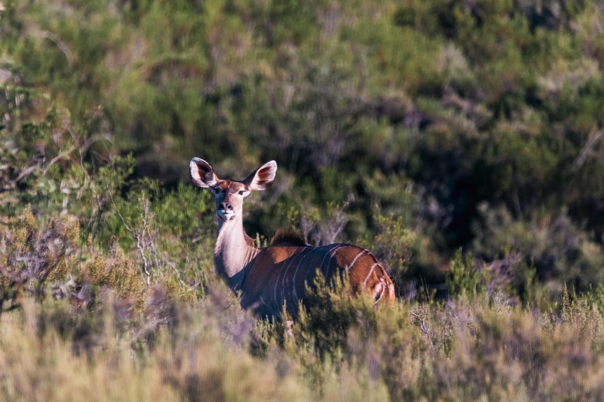 Matjiesrivier  Wildehondekloof Game Lodge מראה חיצוני תמונה