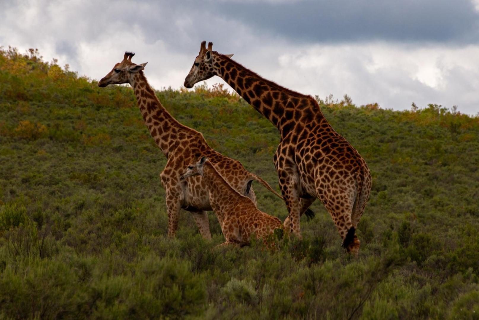 Matjiesrivier  Wildehondekloof Game Lodge מראה חיצוני תמונה