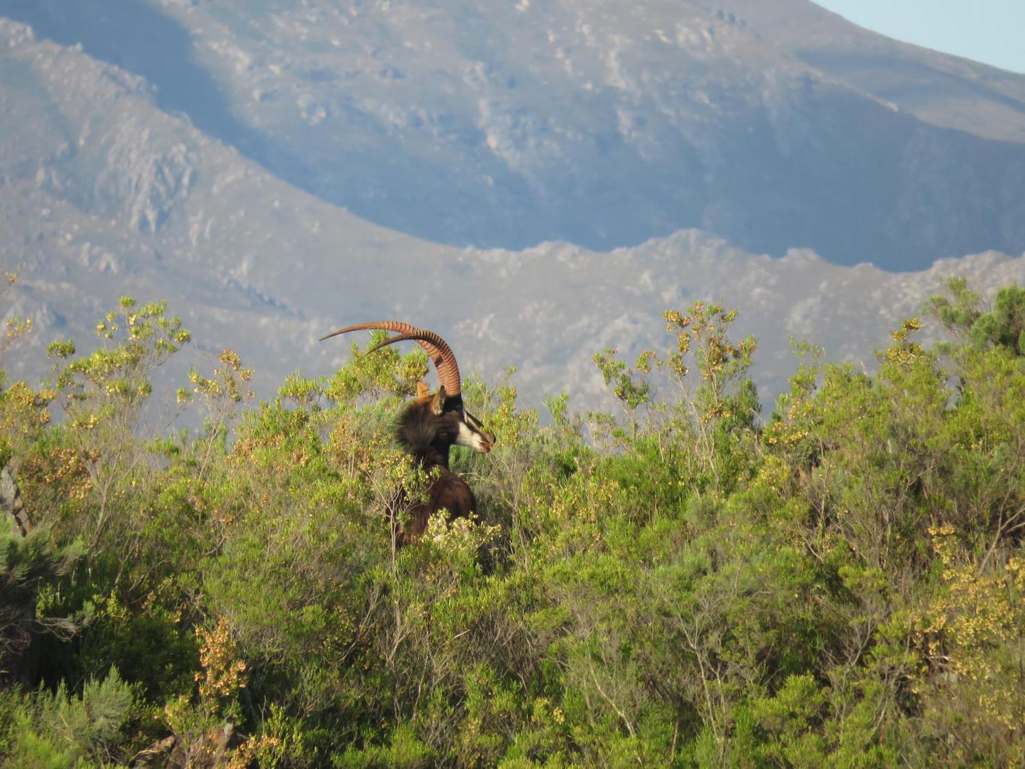 Matjiesrivier  Wildehondekloof Game Lodge מראה חיצוני תמונה