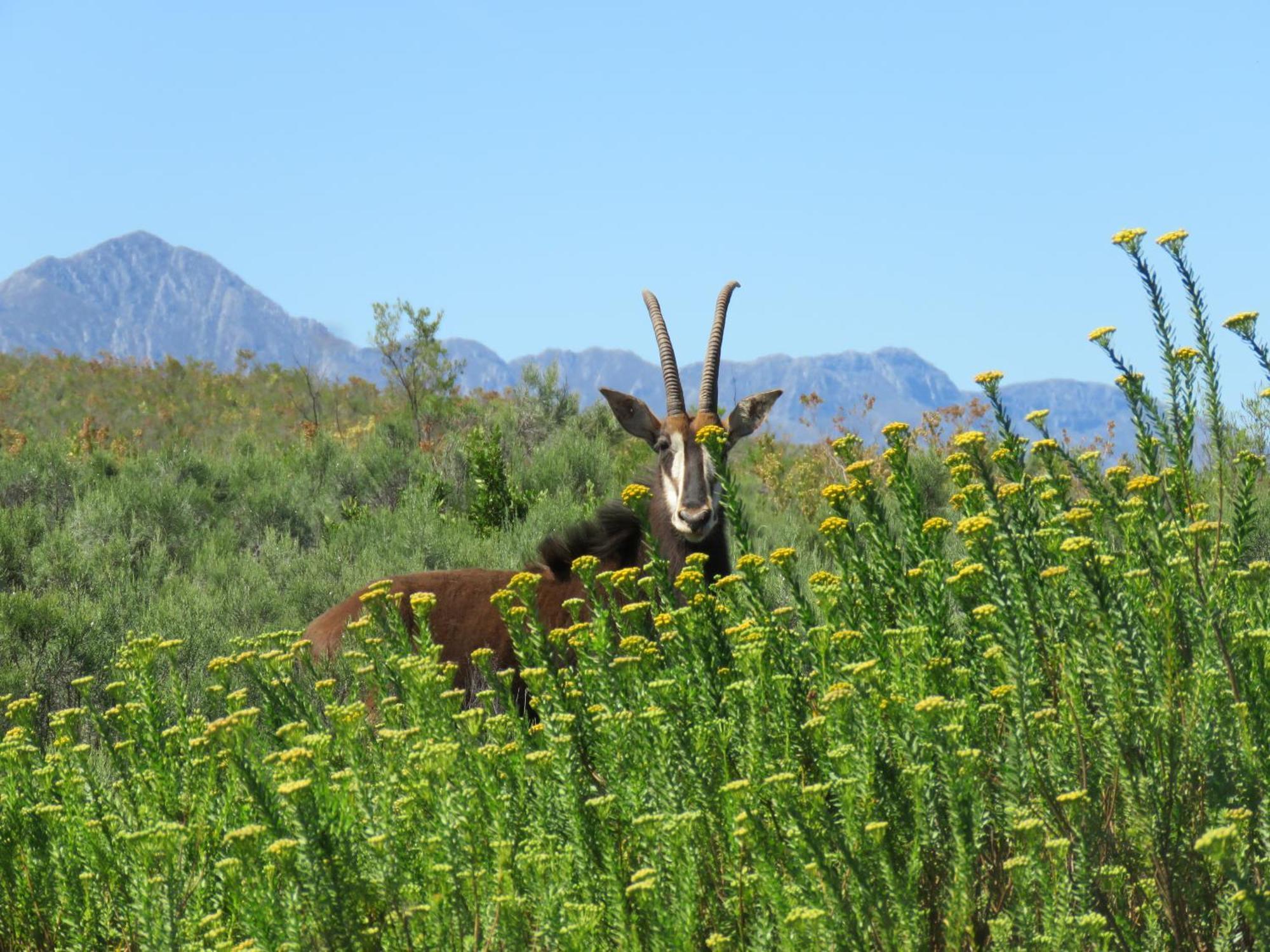 Matjiesrivier  Wildehondekloof Game Lodge מראה חיצוני תמונה