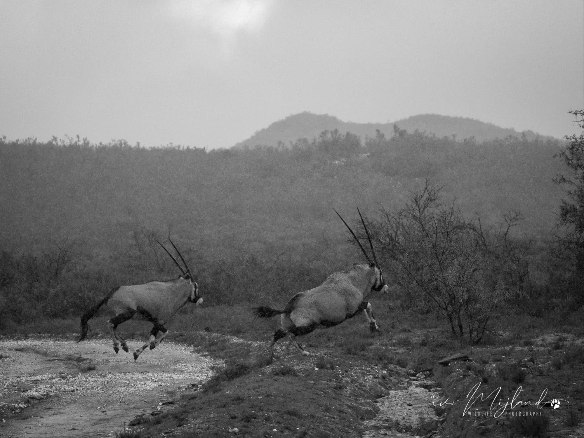 Matjiesrivier  Wildehondekloof Game Lodge מראה חיצוני תמונה