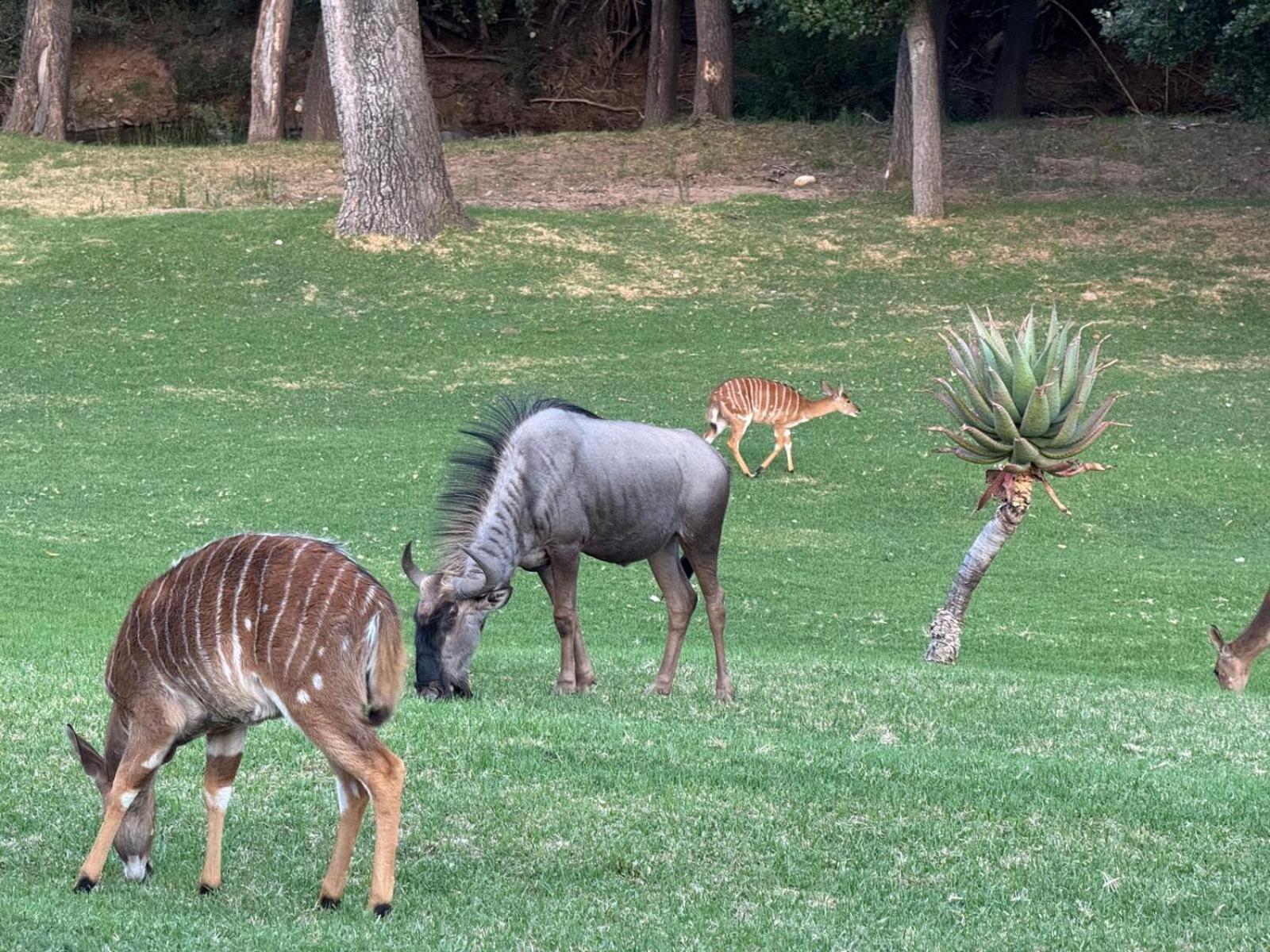 Matjiesrivier  Wildehondekloof Game Lodge מראה חיצוני תמונה