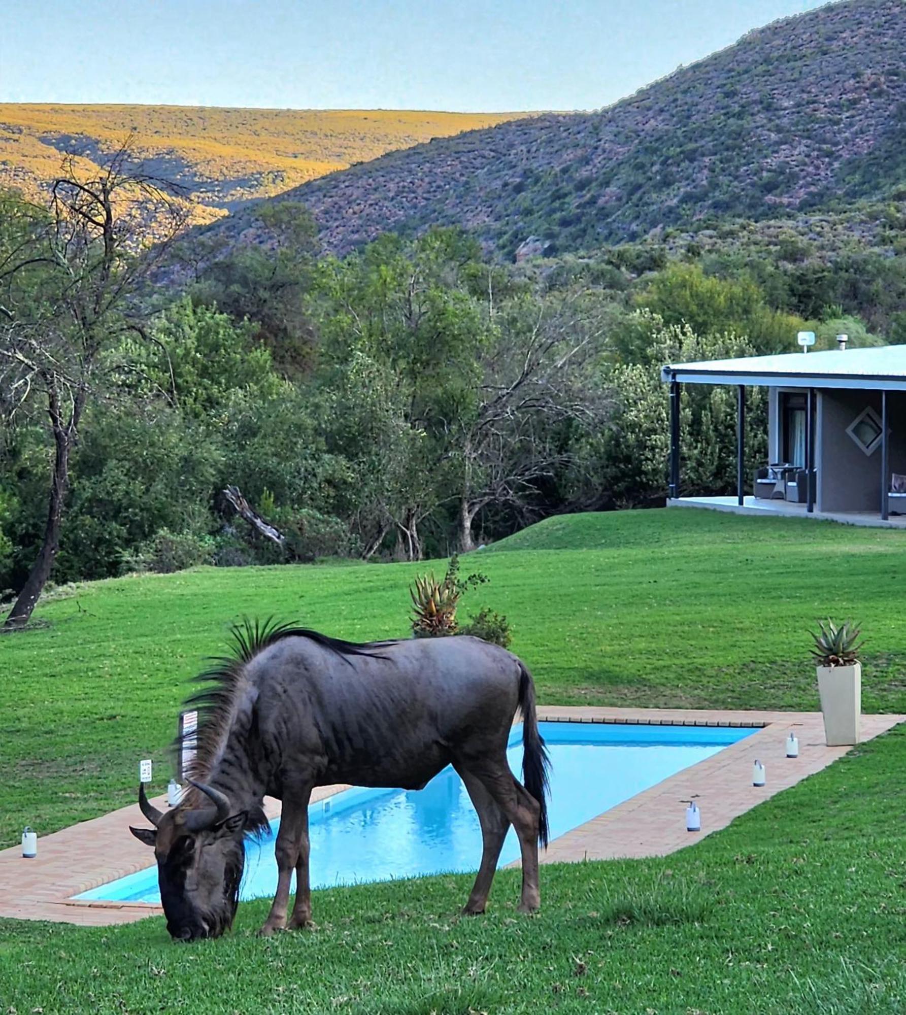 Matjiesrivier  Wildehondekloof Game Lodge מראה חיצוני תמונה
