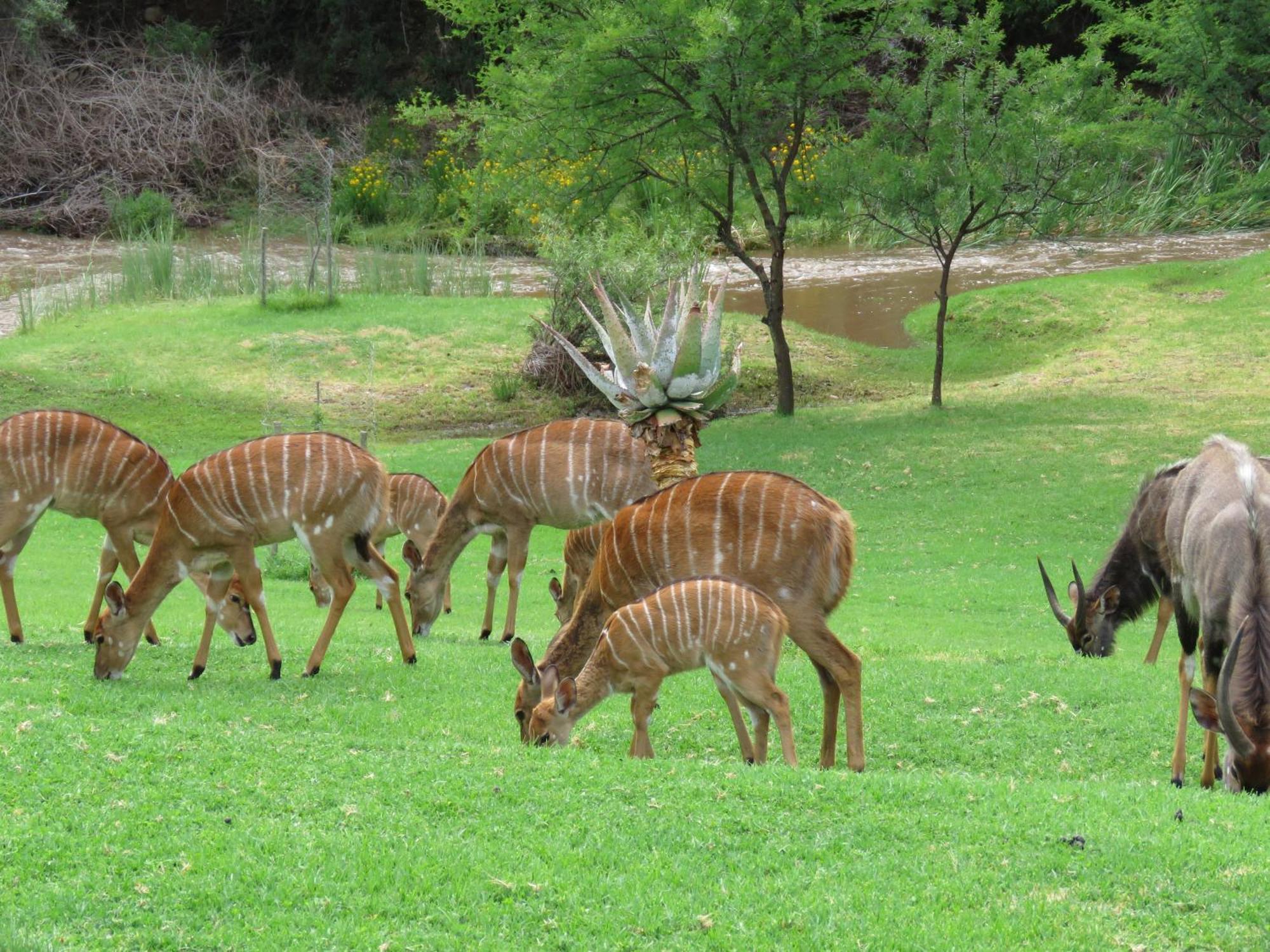Matjiesrivier  Wildehondekloof Game Lodge מראה חיצוני תמונה